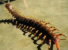 Does Centipede Bite Can Cause Death?