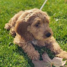 Cockapoo puppies for Sale | Best Cockapoo Breeders