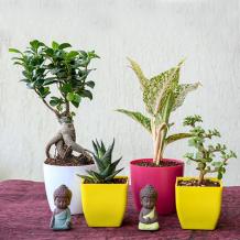 Get Inspired With Online Plants for Sale