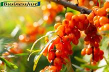 Health Benefits of Sea Buckthorn