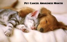 Pet Cancer Awareness Month: Holistic Treatment for Dogs with Cancer