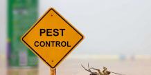 A Brief About Pest Control And White Ant Pest Control By Pest Control Singapore