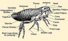 What Do Fleas Look Like : Parts, Eggs, Prevention, How to treat