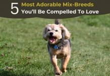 5 Most Adorable Mix-Breeds You’ll Be Compelled To Love &#8211; Pet Care Club