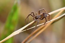 Natural Ways to Keep Spiders Out Of Your Home Permanently &#8211; MDXConcepts