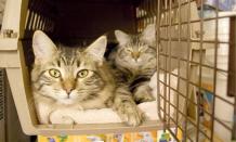 Selecting the Perfect Cat Carrier