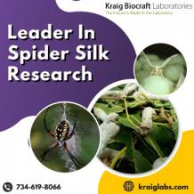 Leader In Spider Silk Research - ImgPile
