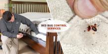 How does Bed Bugs get Introduced Into your Home?