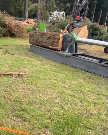 Tree Removal