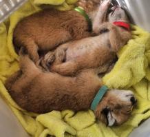 Tamed - Wild Cat - Caracal Cat For Sale