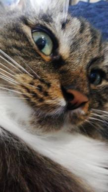 Tamed Cats - Pallas Cat For Sale