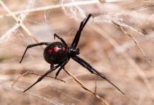 Spiders - Frequently Asked Questions | Pest Quit