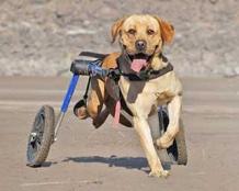 How Works And Use A Dog Wheelchair
