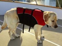 Why Do Dogs Need Lift Harnesses?