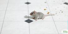 How To Get Rid Of Mice In An Apartment