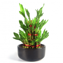 https://www.orientgardening.com/Lucky-bamboo-c187180/