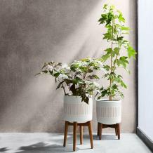 Designer Pots & Planters with Natural Designs - West Elm