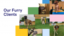 dog boaring in noida