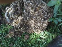 Best Bee Control Near Me Clearwater FL