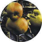 Best and Organic Fruit Trees Nursery In UK | Greenhills Nursery Ltd