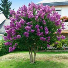 Small Garden Trees