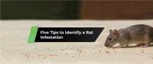 MDXConcepts — Five Tips To Identify A Rat Infestation — MDX...