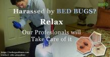 Bed Bug Pest Control in Bangalore, Bed Bug Removal Services
