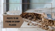5 pests to be found in damp places