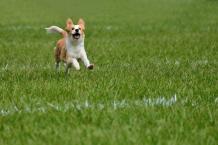 Pet-Friendly Turf: Safe, Clean, and Low Maintenance | LogCla.com
