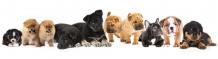 HOME - Diamond puppies for sale