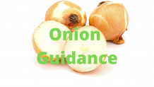 Why Onion Guidance Important For Daily Healthy Life