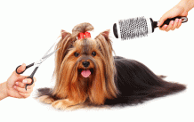 Best Dog Grooming in Hyderabad, Chennai | The Pet Care Clinic