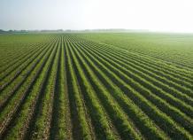 How to Take Loans for Agricultural Lands in Pakistan