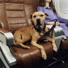 Flying With Your Pet? Know This First