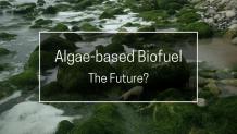 Pros and Cons of Algae-Based Biofuel