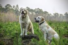 Five Things We Love About Labradors - Love Lab World