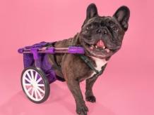 Dog Wheelchairs – Several Reasons Your Canine Needs Them