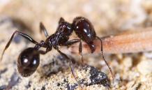 Mastering Ant Control in Dubai: Tips and Strategies &#8211; Expert Pest Control Dubai
