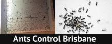 Pest Control Brisbane | 1800 033 756 | Impressive Pest Control