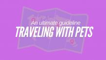 An Ultimate Guide on Traveling with Pets | Pet Travel Tips