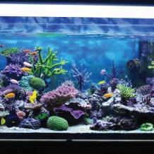 Natural Fish Tank Cleaners : Aquarium Cleaning | Organica