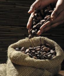 Best Coffee Bean Exporters, Top Ethiopian Coffee Beans - East To Middle East FZE