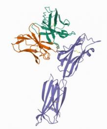 Avelumab ELISA Kit - Creative Diagnostics Reagents