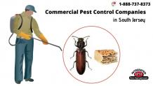 Commercial Pest Control Companies in South Jersey - JustPaste.it