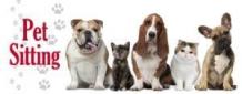 Pet Sitting Services | Dog Baby Sitter In Chennai