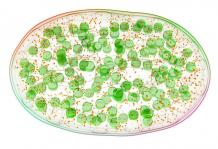 Propanoate Metabolism Service - Creative Proteomics