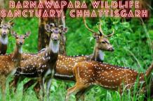 Barnawapara Wildlife Sanctuary, Chhattisgarh - WriteUpCafe.com