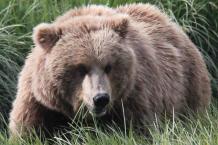 Katmai Bear Viewing Tours by Alaskan Gamefisher