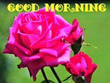 200+ Romantic Good Morning Wishes With Roses, Flowers (HD)