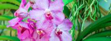 How To Grow And Care For Ground Orchids- A Step By Step Guide 